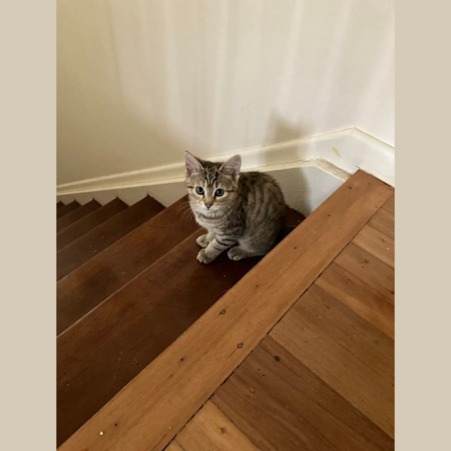 Photo of Tibby