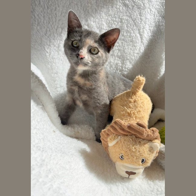 Photo of Dahlia