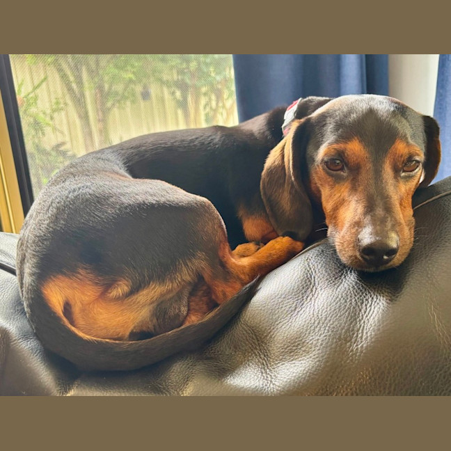 Photo of Hendrix   4 Year Old Dachshund 