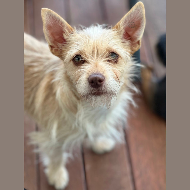 Photo of Violet 