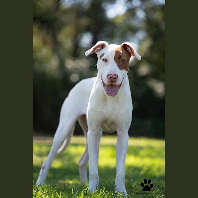 Photo of Huxley