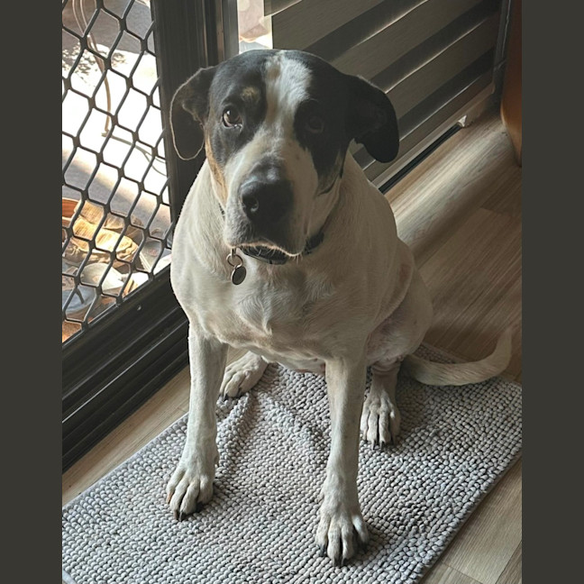 Photo of Lola   6 Year Old Great Dane