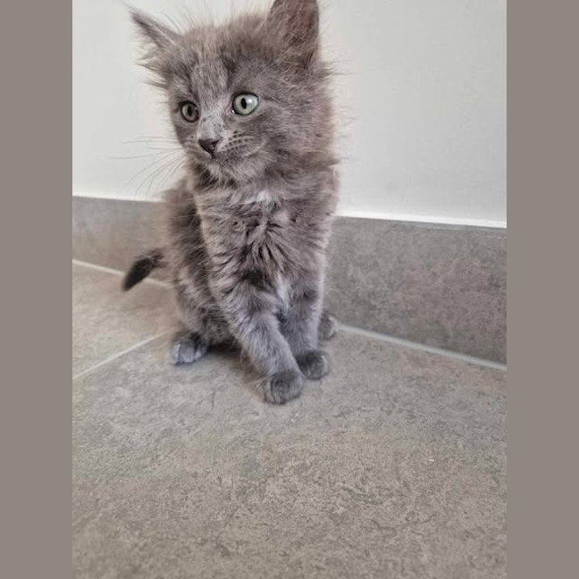Photo of Smokey