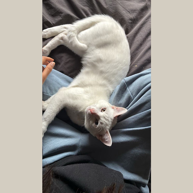 Photo of Caju* 9 Lives Rescue*💛