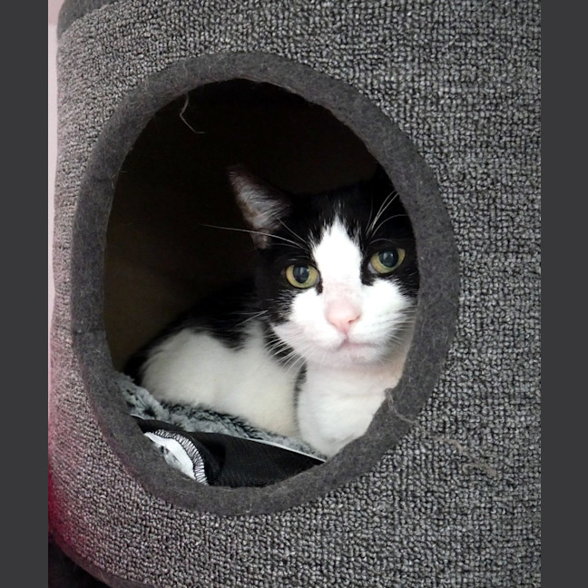 Photo of Diesel Sua012790