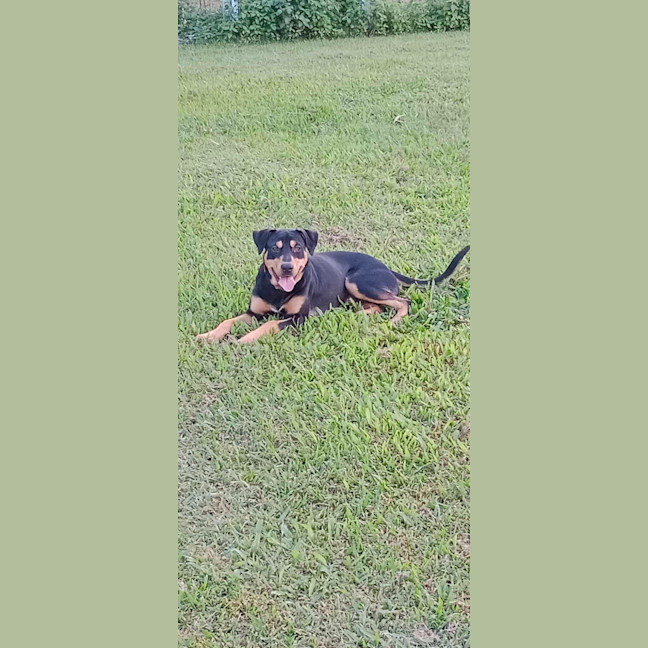 Photo of Whiskey