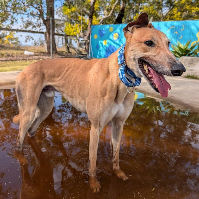 Photo of Baguette The Greyhound
