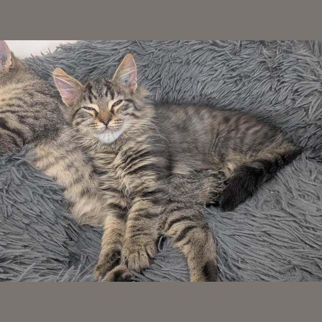 Photo of 🧶 Sebastian 6895 🧶