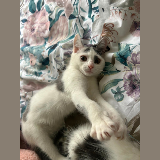 Photo of Rumi And Mira