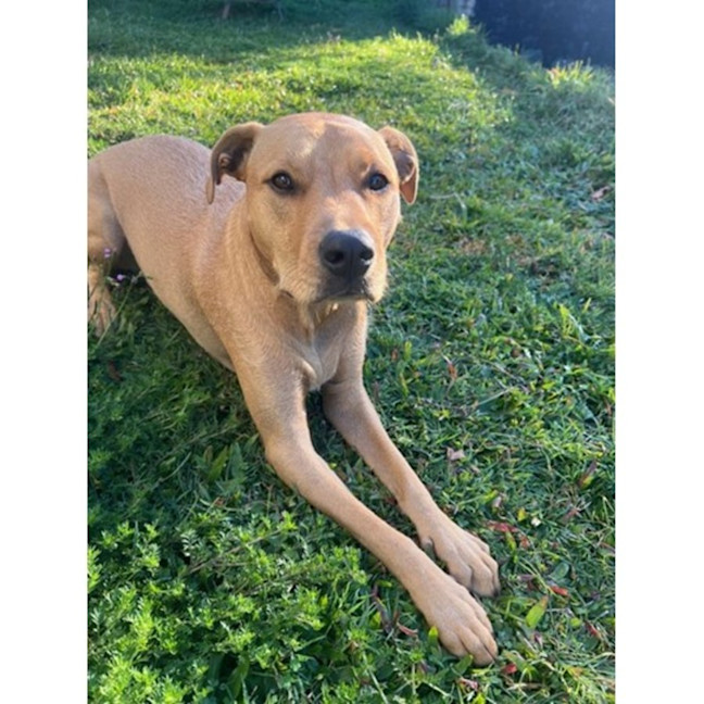 Photo of Edna *$250 Adoption Fee*