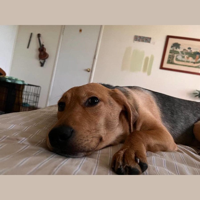 Photo of Mason   1 Year Old Shepherd X Beagle