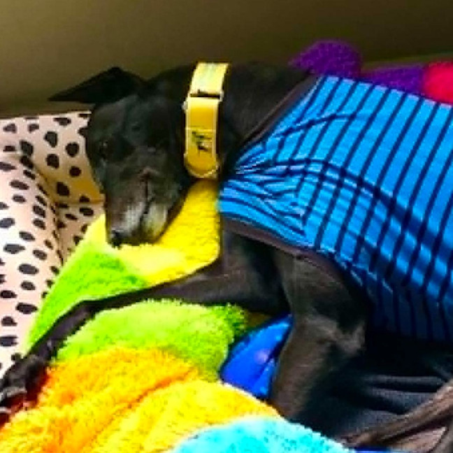 Photo of Logan The Greyhound