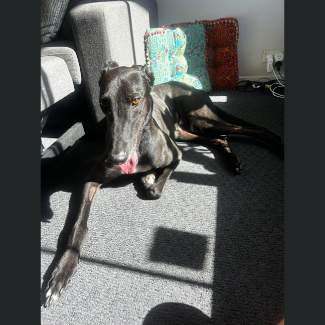 Photo of Vince, The Greyhound