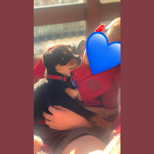 Photo of Elsie   11 Week Old Pug X Cavalier X Kelpie