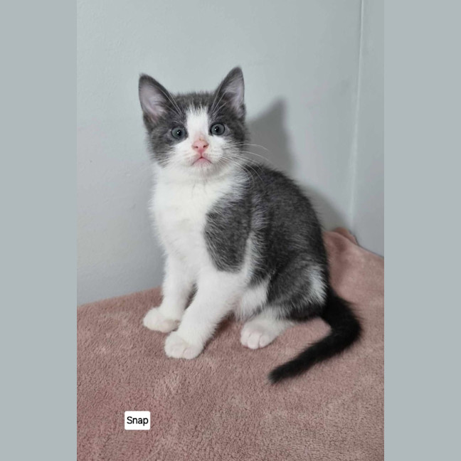 Photo of Snap, Crackle & Pop