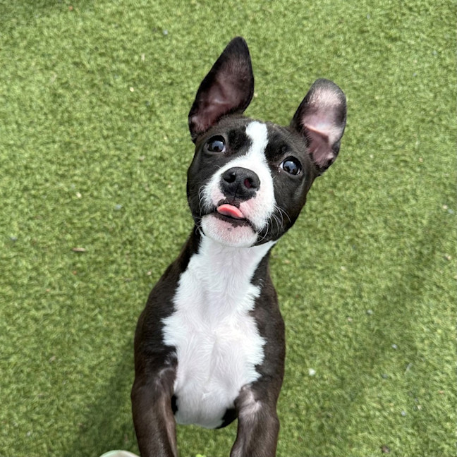 Photo of Ruby