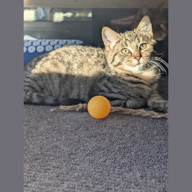 Photo of Pablo (Tabby)