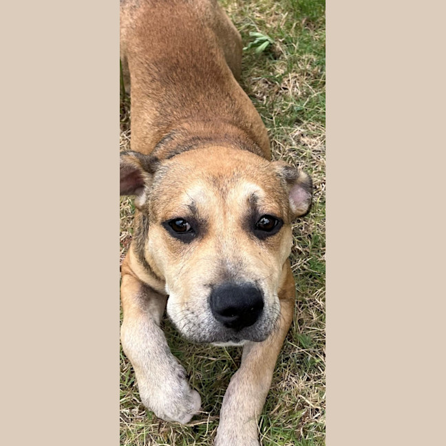 Photo of Dobby (9182)