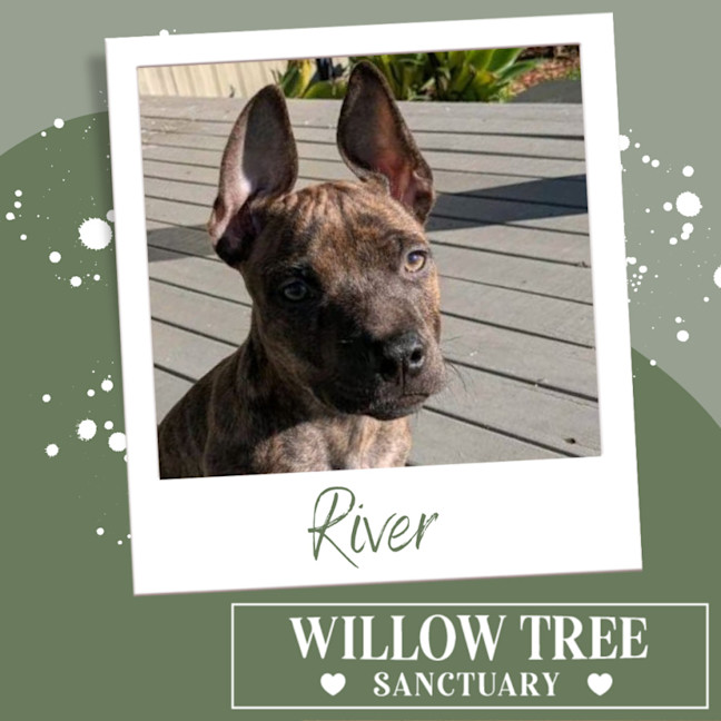 Photo of River