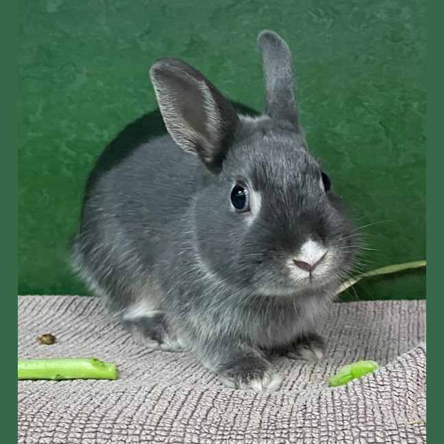 Photo of Ashee (Previously Omelette)