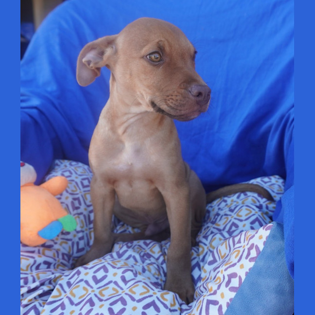 Photo of Ares