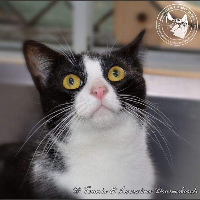 Photo of Leo And Lacy   Bonded Pair