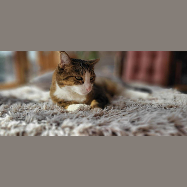 Photo of Loki & Pudding   Located In Coburg