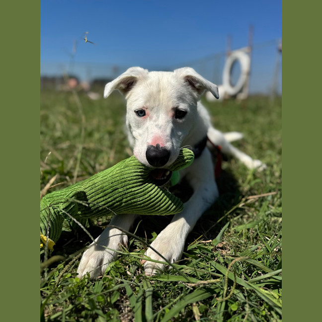 Photo of Duke