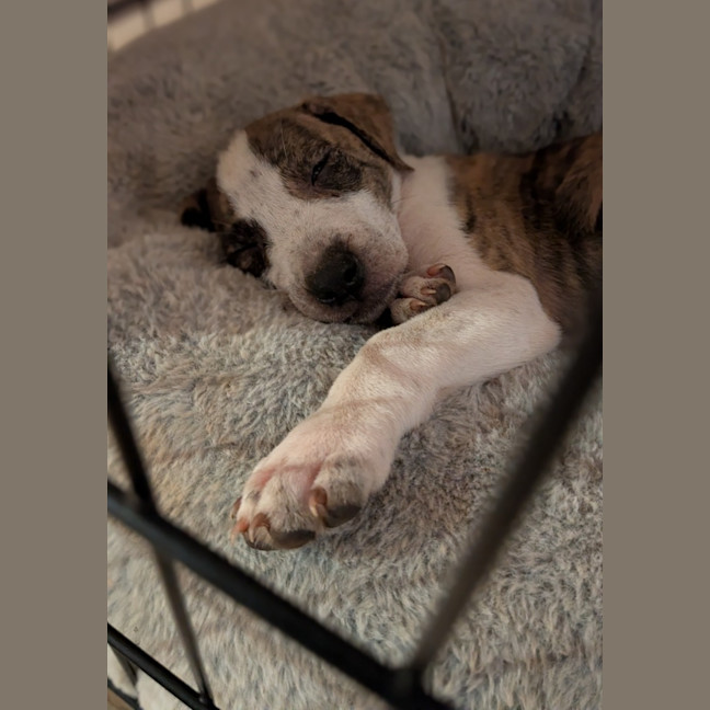 Photo of Rip