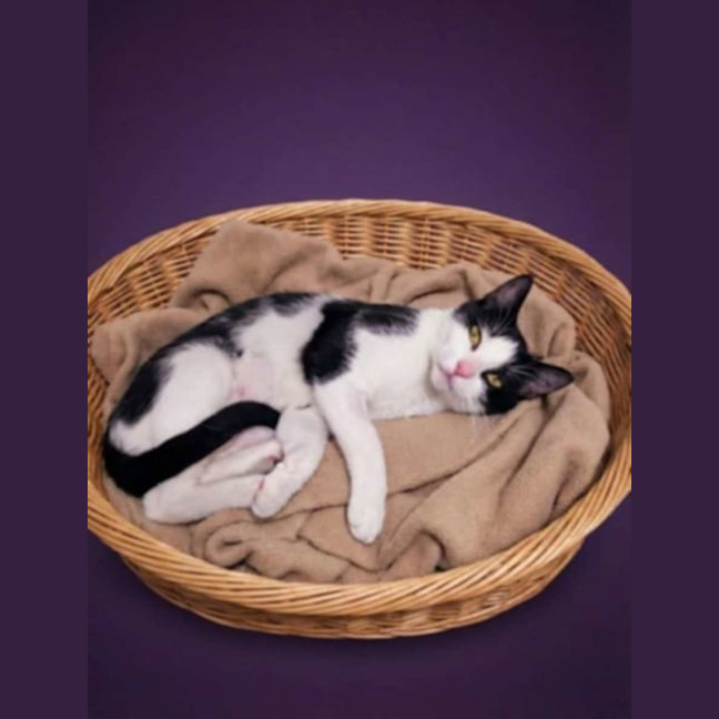 Photo of Cupcake And Friends