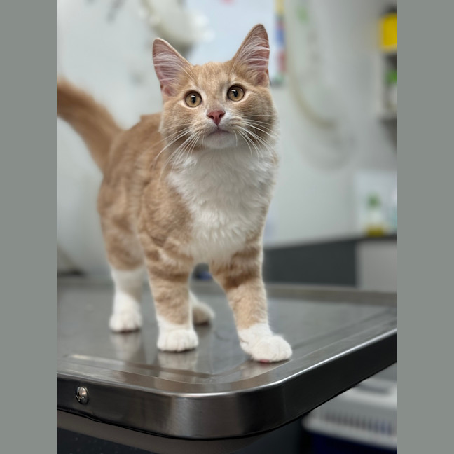 Photo of Archer