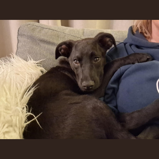 Photo of Buddy   7 Month Old Kelpie X