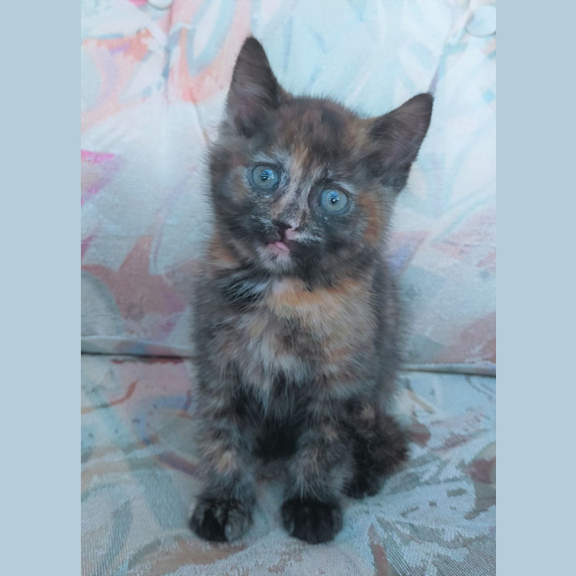 Photo of Betty