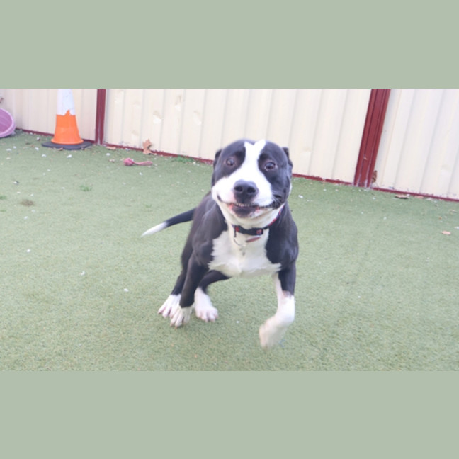 Photo of Enzo