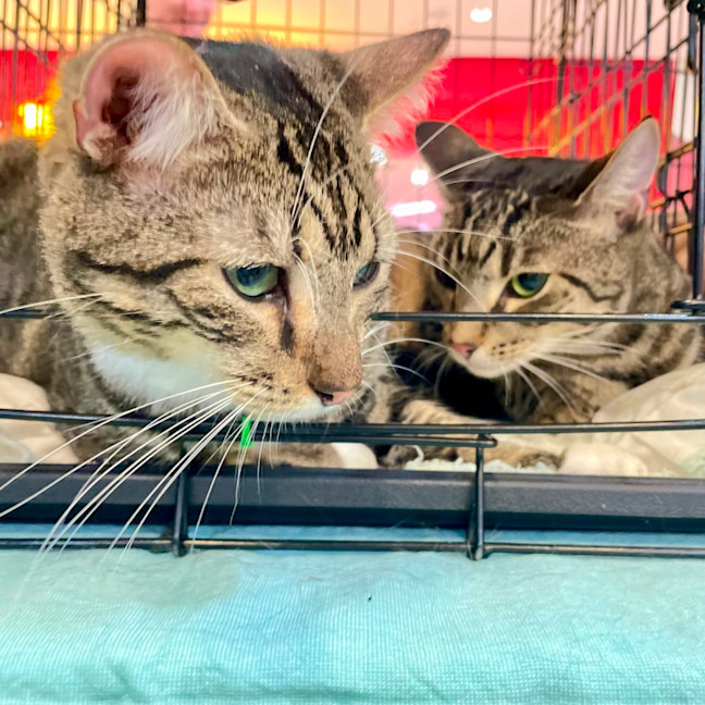 Photo of Julian & Spaghetti 