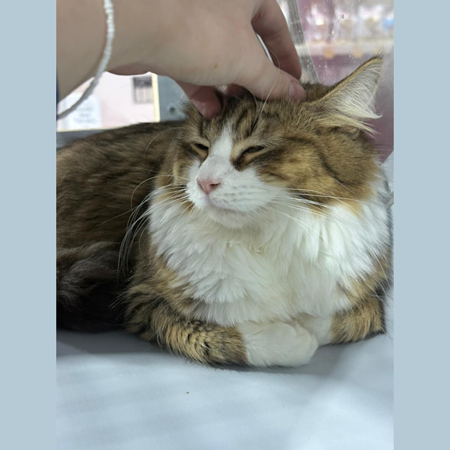 Photo of Wookie