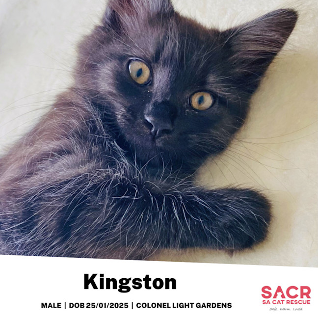 Photo of Kingston