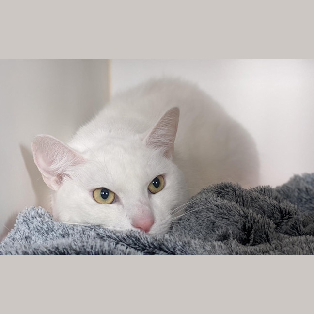 Photo of Dolly