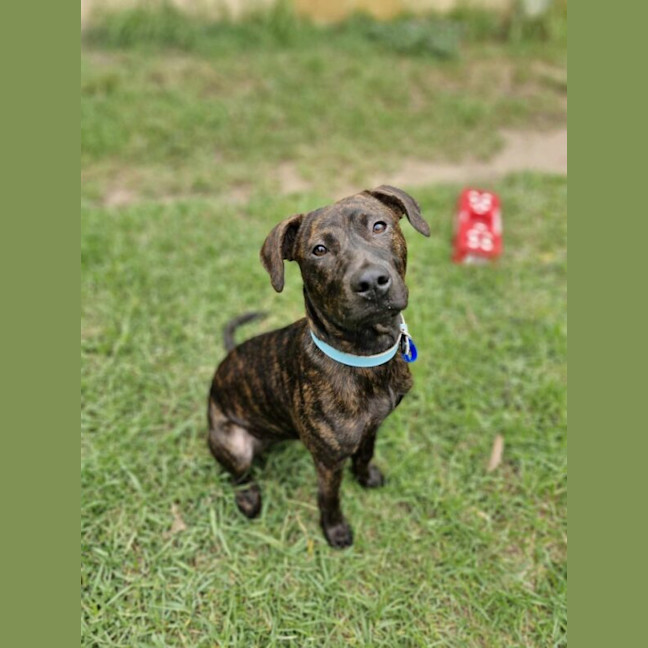 Photo of Buddy
