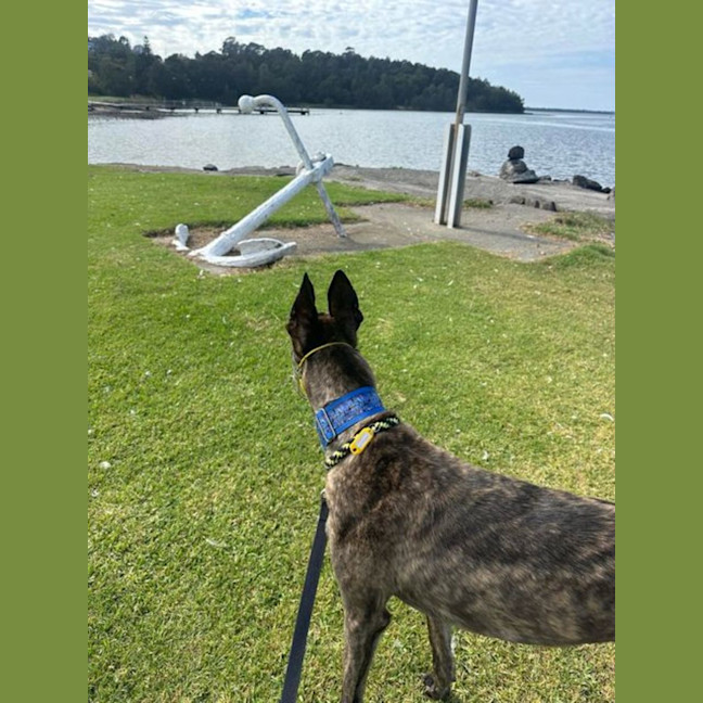 Photo of Dexter, The Brindle Greyhound