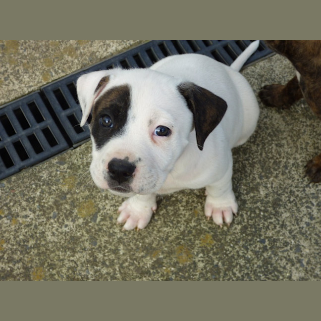 Photo of Tilli/Scout