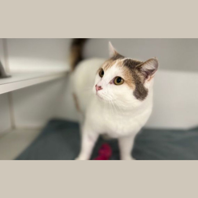 Photo of Toot