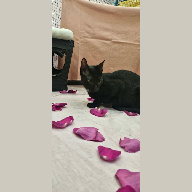Photo of Clawdia
