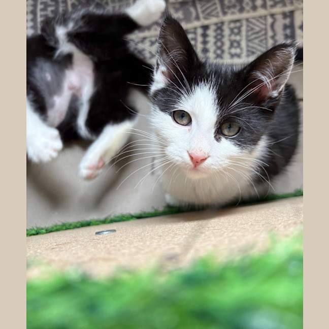 Photo of Salt & Pepper