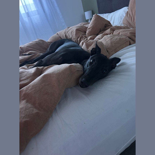 Photo of Bingo, The Greyhound