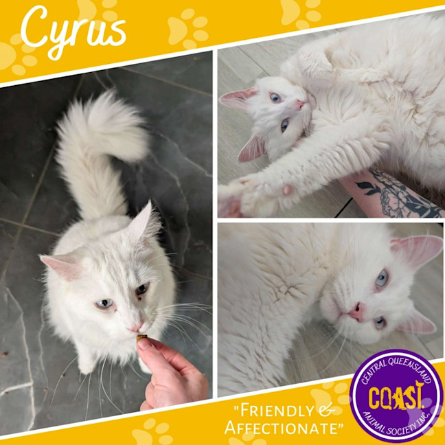 Photo of Cyrus