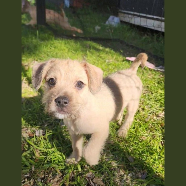 Photo of Pokemon Puppies