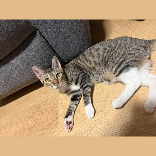 Photo of Moose