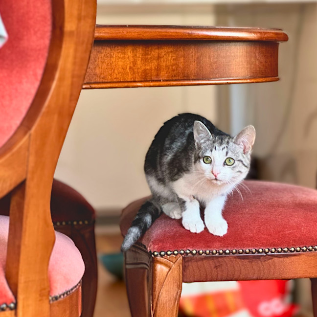 Photo of Petal