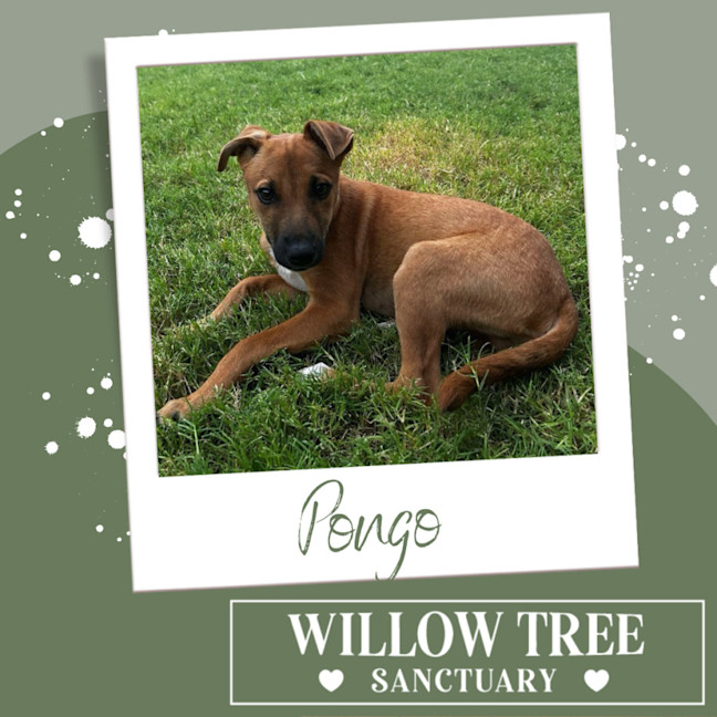 Photo of Pongo